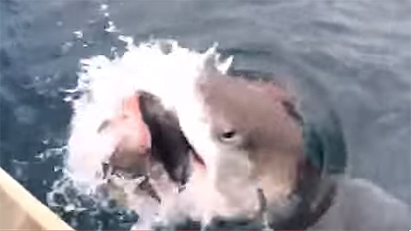 魚釣りをしてたらジョーズ級の巨大ザメが引っかかってきた！衝撃映像が話題に