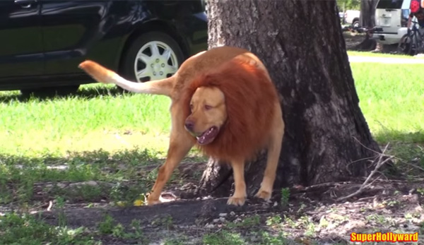 犬にたてがみを付けてライオンにして走らせたら？→町中が大パニックにwww【動画】