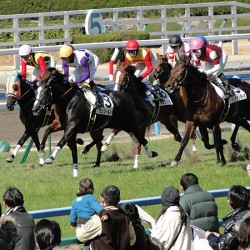 サンスポ、水戸正晴の万券を生む血統論「ショウナンアチーヴが能力全開！」