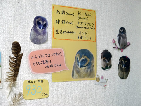 大人気のシロフクロウや巨大なベンガルワシミミズクも、神戸初のフクロウカフェ「ビビ＆ジョージ」に行ってみた【前編】