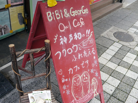 大人気のシロフクロウや巨大なベンガルワシミミズクも、神戸初のフクロウカフェ「ビビ＆ジョージ」に行ってみた【前編】