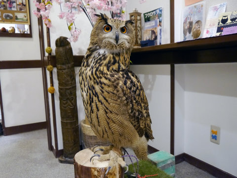 大人気のシロフクロウや巨大なベンガルワシミミズクも、神戸初のフクロウカフェ「ビビ＆ジョージ」に行ってみた【後編】