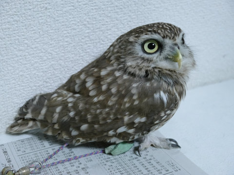 大人気のシロフクロウや巨大なベンガルワシミミズクも、神戸初のフクロウカフェ「ビビ＆ジョージ」に行ってみた【後編】