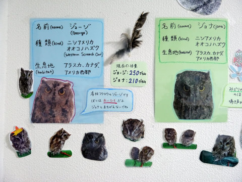 大人気のシロフクロウや巨大なベンガルワシミミズクも、神戸初のフクロウカフェ「ビビ＆ジョージ」に行ってみた【後編】