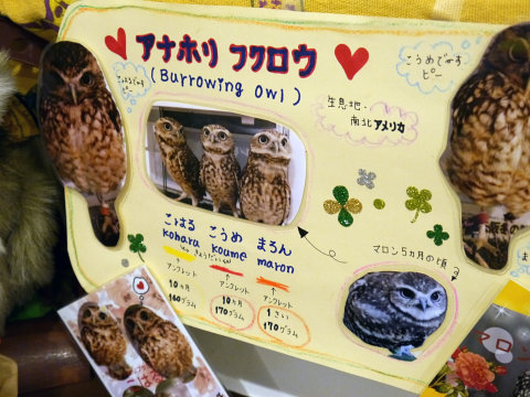 大人気のシロフクロウや巨大なベンガルワシミミズクも、神戸初のフクロウカフェ「ビビ＆ジョージ」に行ってみた【後編】