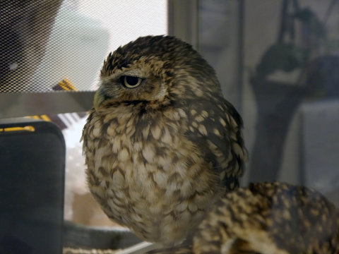 大人気のシロフクロウや巨大なベンガルワシミミズクも、神戸初のフクロウカフェ「ビビ＆ジョージ」に行ってみた【後編】