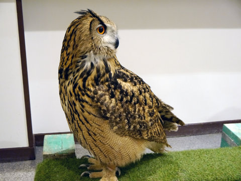 大人気のシロフクロウや巨大なベンガルワシミミズクも、神戸初のフクロウカフェ「ビビ＆ジョージ」に行ってみた【後編】