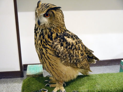 大人気のシロフクロウや巨大なベンガルワシミミズクも、神戸初のフクロウカフェ「ビビ＆ジョージ」に行ってみた【後編】