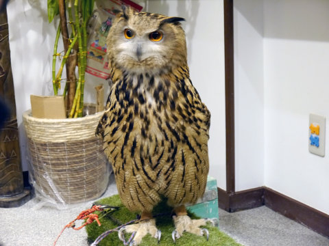 大人気のシロフクロウや巨大なベンガルワシミミズクも、神戸初のフクロウカフェ「ビビ＆ジョージ」に行ってみた【後編】