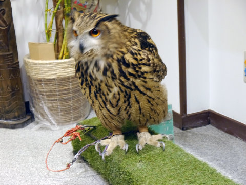 大人気のシロフクロウや巨大なベンガルワシミミズクも、神戸初のフクロウカフェ「ビビ＆ジョージ」に行ってみた【後編】