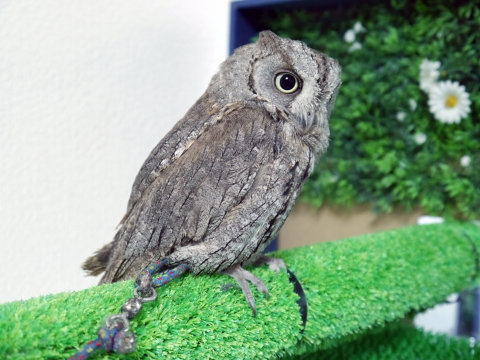 大人気のシロフクロウや巨大なベンガルワシミミズクも、神戸初のフクロウカフェ「ビビ＆ジョージ」に行ってみた【後編】