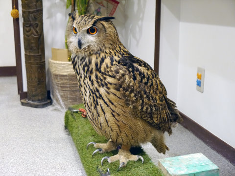 大人気のシロフクロウや巨大なベンガルワシミミズクも、神戸初のフクロウカフェ「ビビ＆ジョージ」に行ってみた【後編】