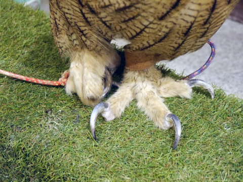 大人気のシロフクロウや巨大なベンガルワシミミズクも、神戸初のフクロウカフェ「ビビ＆ジョージ」に行ってみた【後編】