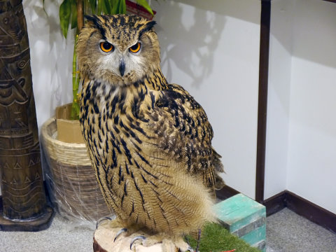 大人気のシロフクロウや巨大なベンガルワシミミズクも、神戸初のフクロウカフェ「ビビ＆ジョージ」に行ってみた【後編】