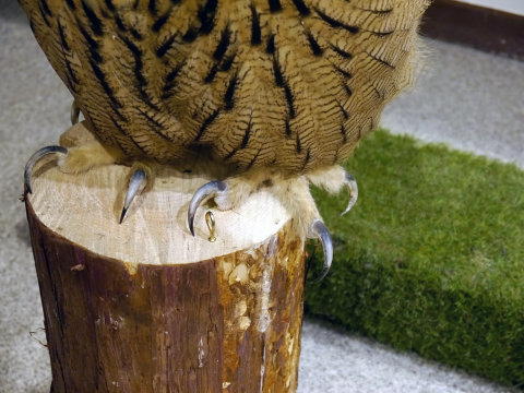 大人気のシロフクロウや巨大なベンガルワシミミズクも、神戸初のフクロウカフェ「ビビ＆ジョージ」に行ってみた【後編】