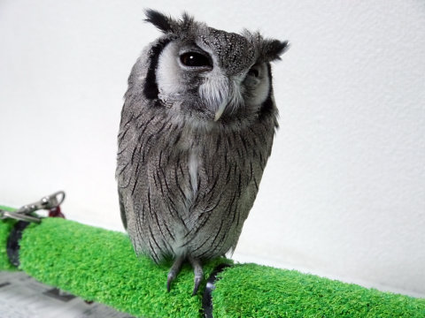 大人気のシロフクロウや巨大なベンガルワシミミズクも、神戸初のフクロウカフェ「ビビ＆ジョージ」に行ってみた【後編】