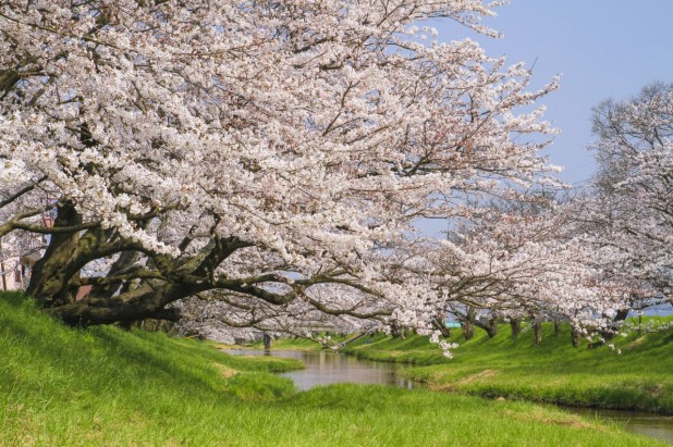 桜開花！ドライブデートで行きたいお花見スポット7選【関東編】