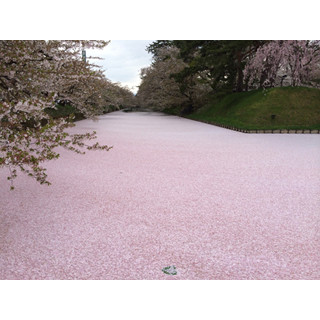 桜が水面を覆いつくす! “花筏”も楽しめる「弘前さくらまつり」開催