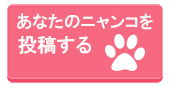 【今日のにゃんこ】隠れんぼ。見つかったらこんな顔・・・な「ミイルちゃん」