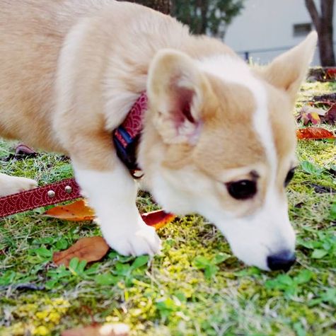 もしものときは大丈夫？　犬を飼っている人のための災害対策