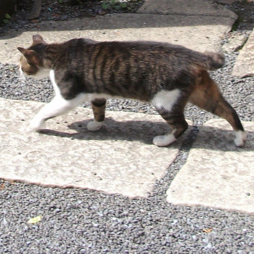 呼び方が違うだけ？　「和猫」と「日本猫」の違い