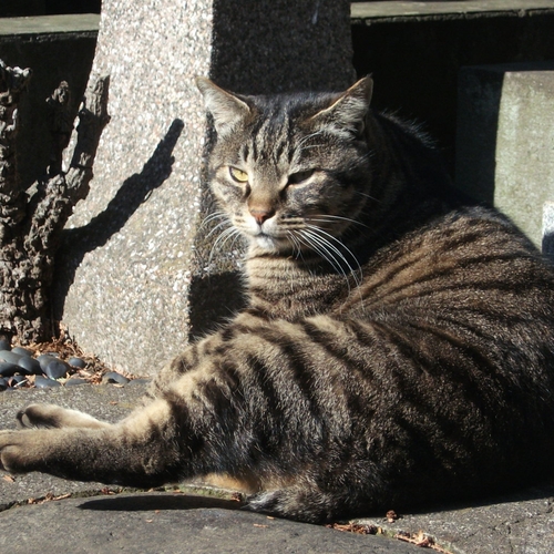 成人式を迎えることも！　猫の平均寿命が年々伸びているらしい