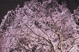 「昼間の桜」VS「夜桜」　お花見デートに最適なのはどっち？