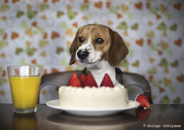 愛犬の写真で数々の賞を受賞 ビーグル犬マックスと内山慎吾さん 趣味女子を応援するメディア めるも