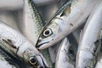 【常識】読めて当たり前な「魚」へんの漢字クイズ