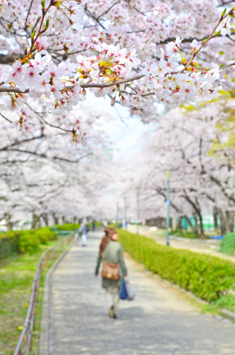 春の京都、おすすめのお花見スポット＆開運旅のススメ