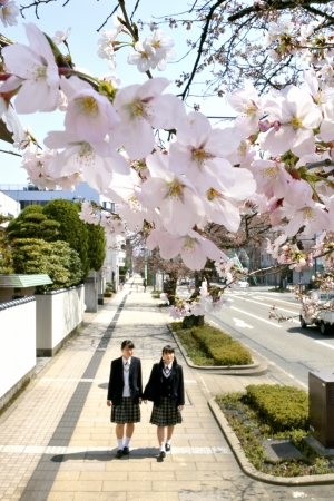 福井で桜開花宣言、満開は５日ごろ　昨年と同日で平年より３日早く