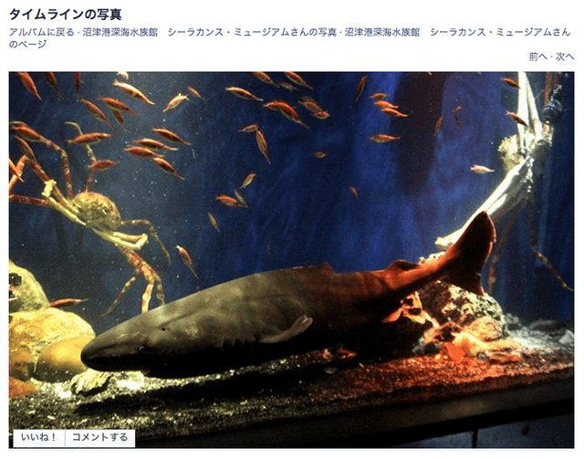 深海ザメ「オンデンザメ」沼津港深海水族館で公開　生きたままは“世界初”