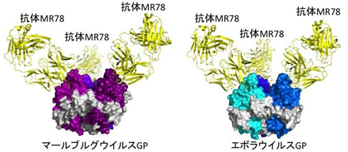 九州大 エボラウイルスをブロックする抗体の仕組みを解明 世界初