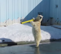 まるで着ぐるみ?！釧路動物園のホッキョクグマがネットで話題に