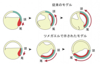 頭が先か尾が先か？両生類の形成をめぐる常識が大逆転！