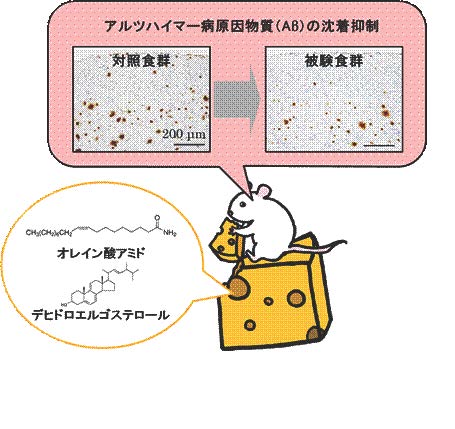 カマンベールチーズでアルツハイマーを予防 マウスの実験で