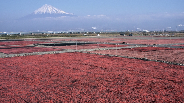 「桜えび」が間もなく解禁！ 春は静岡を食べ尽くす旅へ