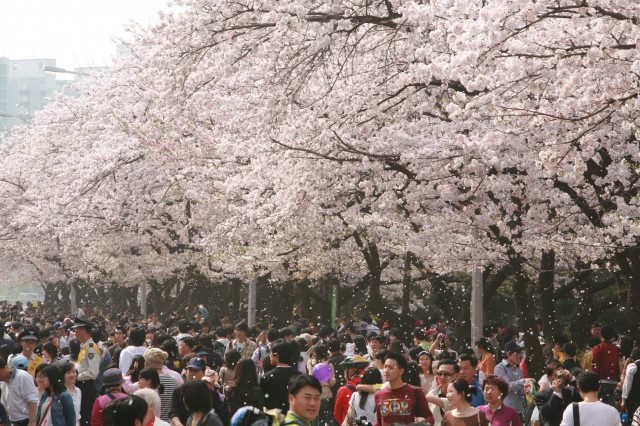 今年のお花見は海外で!? 世界中にある世界の桜の名所5選！