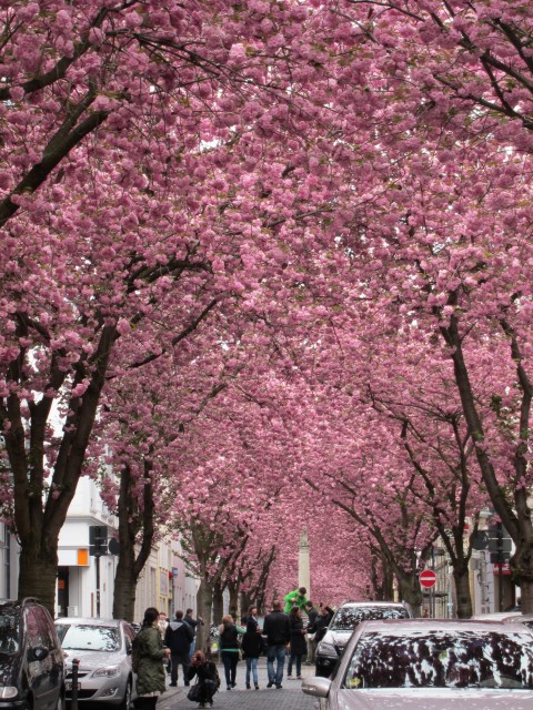 今年のお花見は海外で!? 世界中にある世界の桜の名所5選！