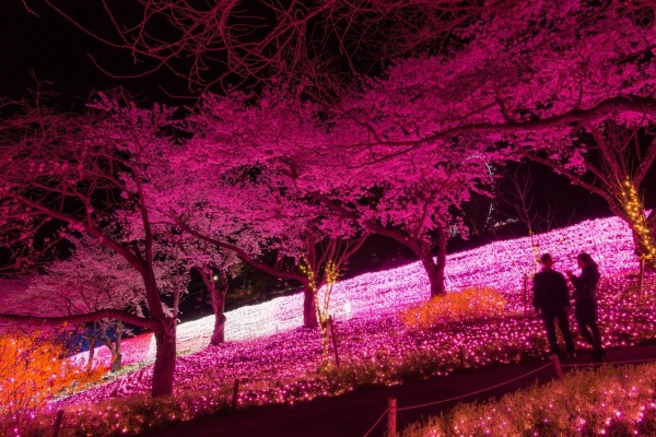 関東最大のイルミネーションと2000本の桜　さがみ湖イルミリオン