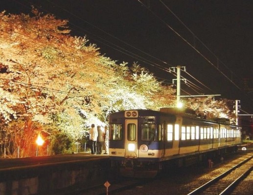 夜桜を眺めながら地ビールの飲み放題　夜桜電車「飲んでん」を運行