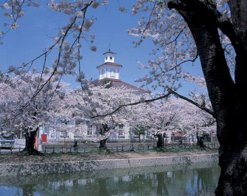 桜名所100選の鶴岡公園　「お花見茶会」を園内の荘内神社境内で開催