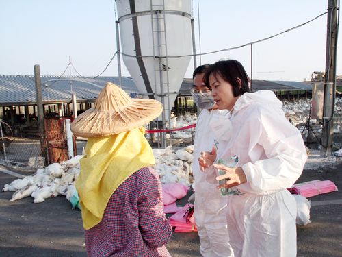 ガチョウ肉が市場から消える恐れ 鳥インフルの余波で夏にも／台湾