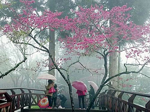 阿里山フラワーフェス開幕 SL列車が桜の中を走る風景も／台湾