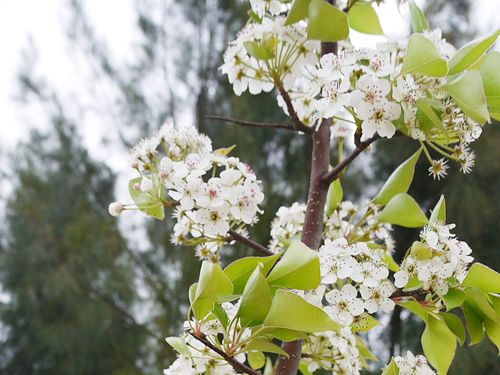 金門出身詩人の故郷愛が詰まったマメナシ、花開く／台湾