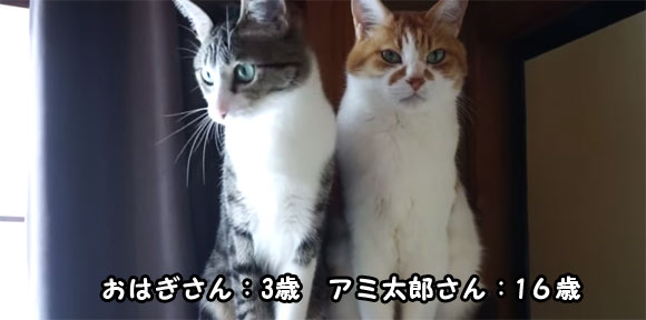 年の差？個性？ 反応する猫、しない猫