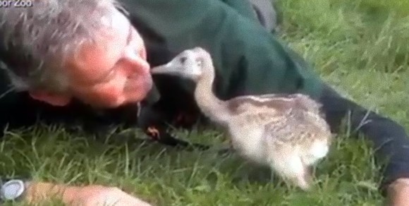 お父さんは人間だけど？動物園で生まれた鳥、レアのザズさんはこんなに大きくなっても人間のお父さんにどこまでもついてくる（イギリス）