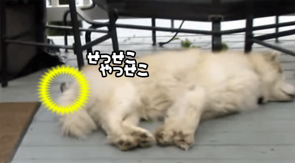 「ちょっといただきますよ！」犬のお毛を拝借する犯人の正体は？