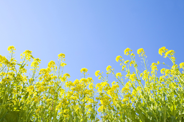 「菜の花」でからだの不調をリセット！おすすめレシピと選び方