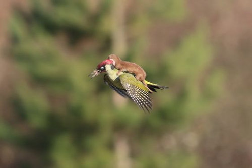 あの「キツツキの背中にオゴジョが乗って空を飛んだ」写真が次々にパロディ化される